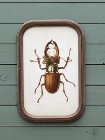 Set 9 tablouri cu insecte, cu rama din lemn de pin, Insects
