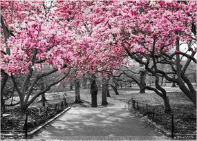 Tablou pe sticlă copacului magnolie (70x50 cm)
