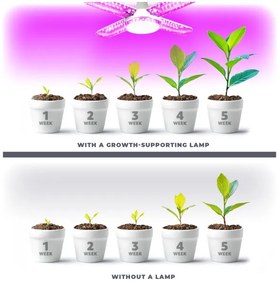 Bec LED pentru creșterea plantelor Brilagi VITABLOOM E27/40W/230V 1200K