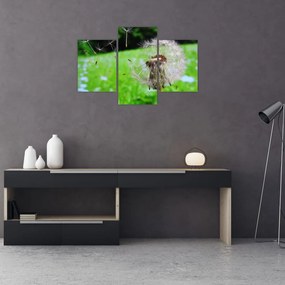 Tablou cu păpădie (90x60 cm)