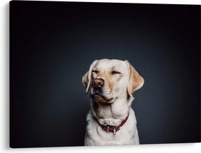 Tablou cu labrador (70x50 cm)