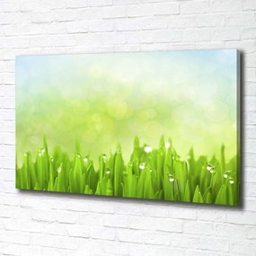 Tablou pe pânză canvas Iarbă