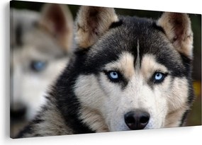 Tablou cu câinele husky (90x60 cm)