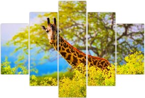 Tablou - Girafa în Africa (150x105 cm)