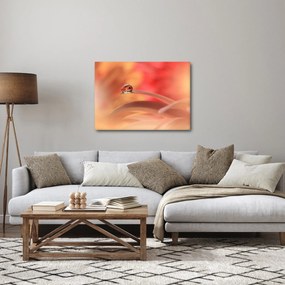 Tablou picăturii de rouă pe floare (70x50 cm)