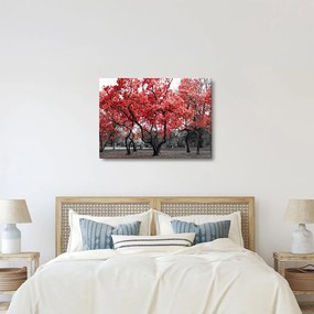 Tablou - Copacii roșii, Central Park, New York (70x50 cm)