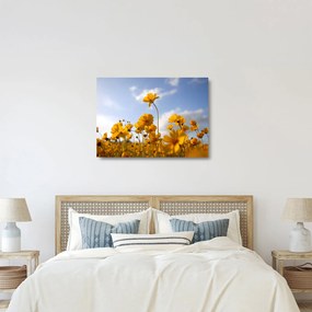 Tablou pe sticlă - Câmp cu flori galben deschis (70x50 cm)