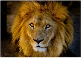 Tablou - Portret de leu (70x50 cm)
