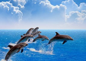 Fototapete, Delfinii in ocean Art.01334