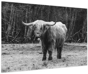 Tablou - Vacă scoțiană 3,alb-negru (90x60 cm)