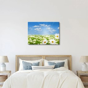 Tablou cu luncă înflorită cu margarete (70x50 cm)