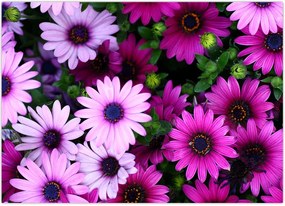 Tablou - Flori (70x50 cm)