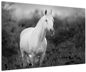 Tablou - Cal alb în poină (90x60 cm)
