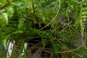 Aranjament floral mediu design LUX GREEN BALL TILL