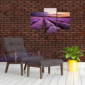 Tablou - Câmp de lavandă la apus de soare (90x60 cm)