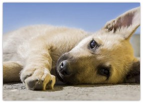 Tablou cu cățeluș dormind (70x50 cm)