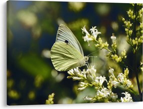 Tablou cu fluture (70x50 cm)