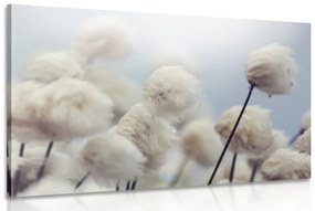 Tablou flori de bumbac arctice