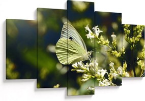 Tablou cu fluture (150x105 cm)