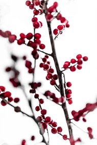 Fotografie Red Berries 1, Mareike Bohmer