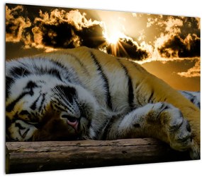 Tablou tigrul dormind (70x50 cm), în 40 de alte dimensiuni noi