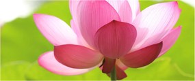 Tablou cu flori de lotus (120x50 cm)