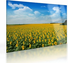 Tablou pe sticlă - câmp cu floarea soarelui (70x50 cm)