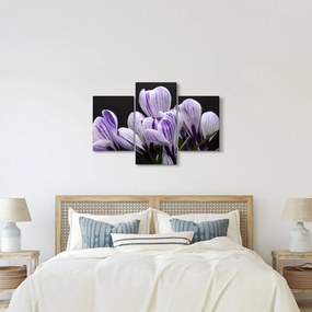 Tablou - Crocus violet (90x60 cm)