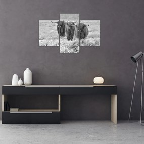 Tablou - Vaci scoțiene,alb-negru (90x60 cm)