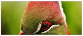 Tablou cu pasărea colorată (120x50 cm)
