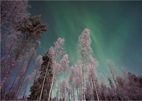 Tablou pe sticlă cu aurora borealis deasupra pomilor înghețați (70x50 cm)