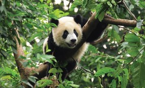 Fototapet - Panda (254x184 cm)