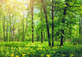 Fototapet - Pădure (147x102 cm)