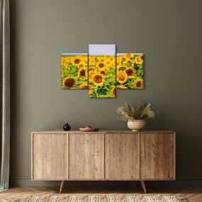 Tablou - Floarea-soarelui (90x60 cm)
