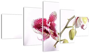 Tablou cu floarea de orhidee (125x70 cm), în 40 de alte dimensiuni noi