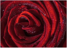 Tablou - Trandafir roșu cu picături de rouă (70x50 cm)