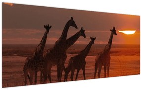 Tablou - Girafe în savana africană (120x50 cm)