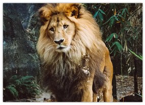 Tablou cu leu în natură (70x50 cm)