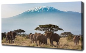 Print pe canvas Elefanți kilimanjaro