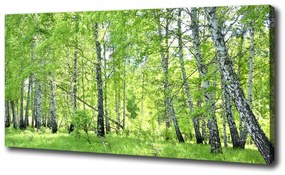 Imprimare tablou canvas Pădurea de mesteacăn