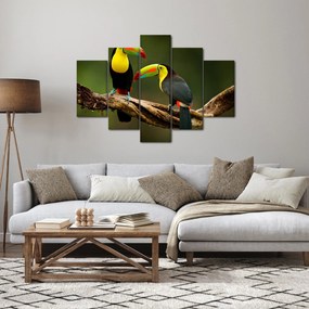 Tablou tucani sezând , Costa Rica (150x105 cm)