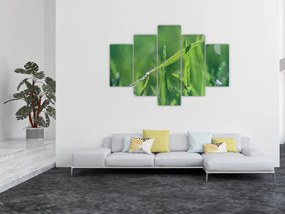 Tablou cu picături de rouă (150x105 cm)