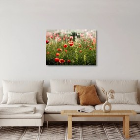 Tablou pe sticlă cu maci (70x50 cm)