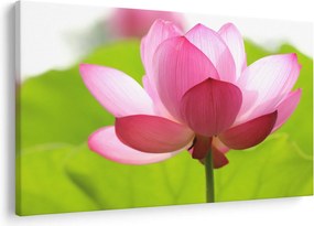 Tablou cu flori de lotus (90x60 cm)