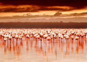 Fototapete cu flamingo roz la apusul soarelui Art.01280