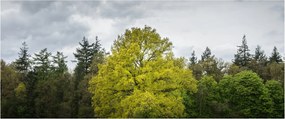 Tablou - Copac verde în câmp (120x50 cm)