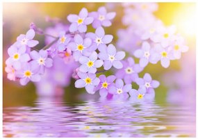 Fototapet -  Violet Petals In Bloom