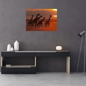 Tablou pe sticlă - Girafe în savana africană (70x50 cm)