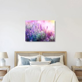 Tablou pe sticlă - Lavandă în strălucirea soarelui (70x50 cm)