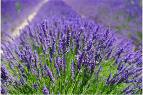 Tablou - lavanda (90x60 cm)